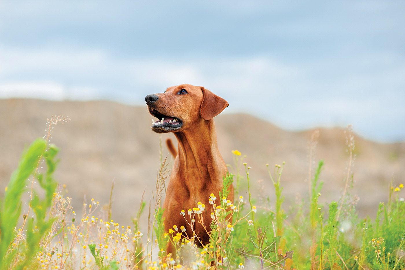 [Feeding methods for dogs at different growth stages