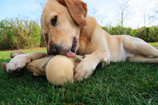 [How to prevent and treat double row teeth in dogs